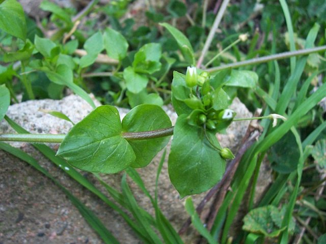 Stellaria media / Centocchio comune